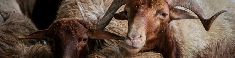 ضرر ۴۰۰ میلیون دلاری بخش دامپروری به‌دلیل توقف صادرات دام