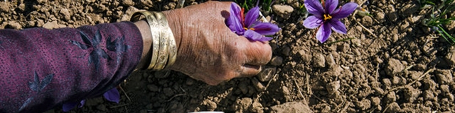 ۹۰ درصد زعفران جهان را تولید می‌کنیم؛ در تجارت آن هفدهم هستیم