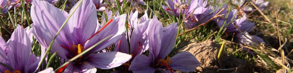 طلای سرخ ارزان شد