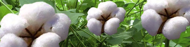 کمرنگ شدن صنعت پنبه در کشور / واردات 4 میلیون دلاری از آمریکا