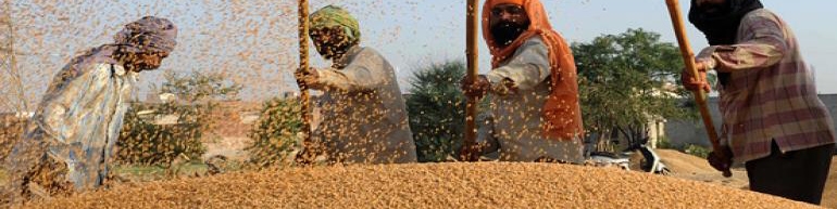 جزییات و نحوه اجرای قیمت تضمینی گندم/ نرخ نان آزاد می‌شود؟