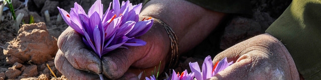 زعفران خراسان جنوبی، طلایی با عیار 24