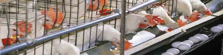 آنفلوآنزای مرغی شایع شده اما جدید نیست