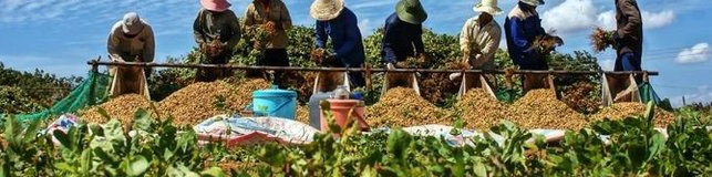 تراز تجاری منفی محصولات کشاورزی نسبت به سال گذشته