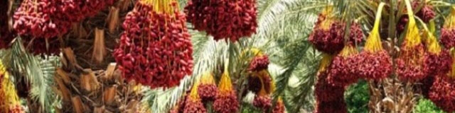 100 دلال خرما برای بازار این کالا تصمیم گیری می‌کنند!