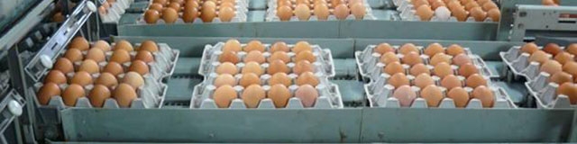 میانگین قیمت هرکیلو تخم مرغ درب مرغداری به ۵۳۰۰ تومان رسیده است