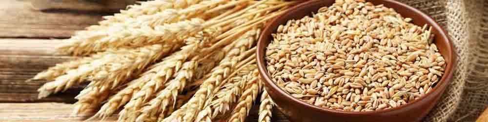 عاقبت خرید تضمینی گندم در سال ۹۷