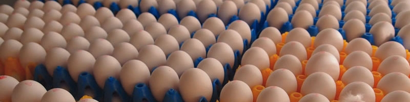 کمبود تخم مرغ قیمت آن را بالاتر برد