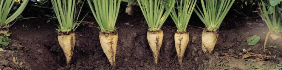 رکورد تولید چغندرقند شکسته شد