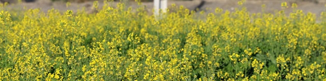 همکاری فائو و ایران در حوزه تولید دانه‌های روغنی