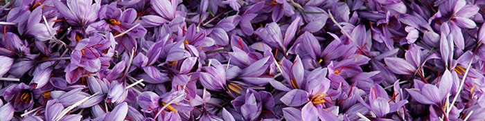 برای اولین بار زعفران در بورس کالا عرضه شد/ تامین 90 درصد زعفران دنیا با ایران است