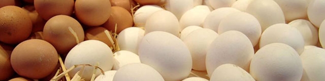 افرایش قیمت تخم مرغ به ۸۰۰۰ تومان درب مرغداری