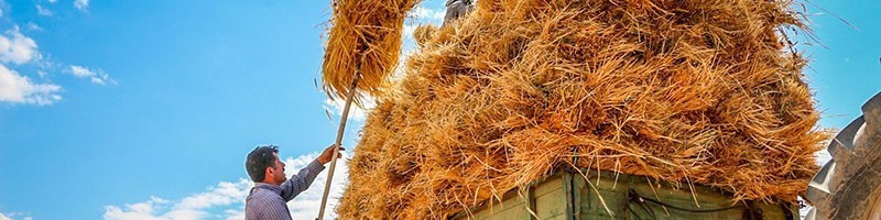 گران‌فروشی گندم ربطی به دولت ندارد