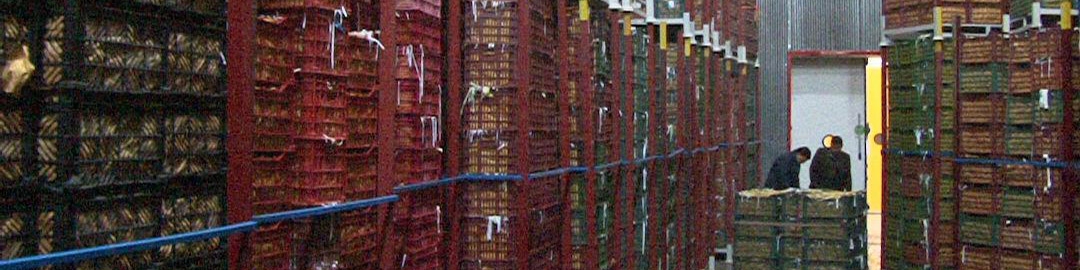 از فردا، آغاز توزیع میوه‌های شب عید