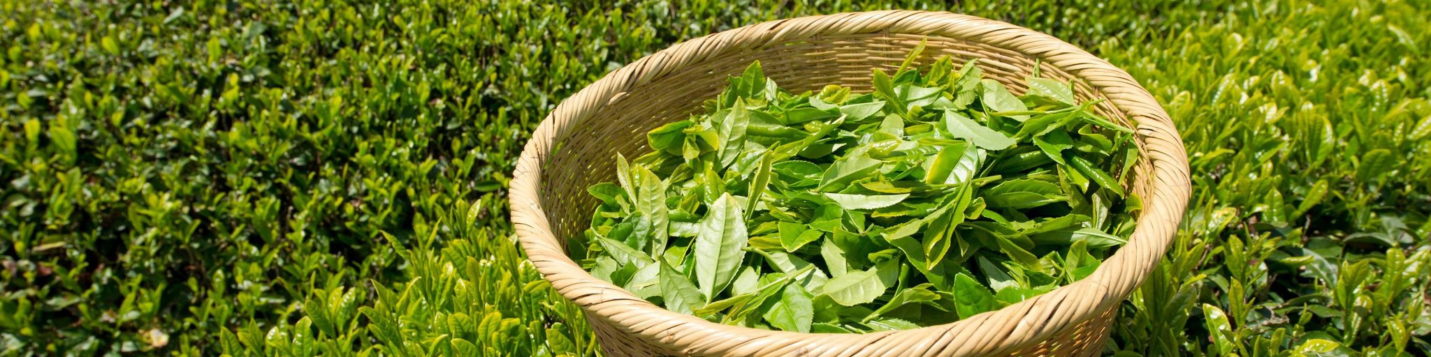 امروز؛ تسویه مطالبات چایکاران به طور کامل