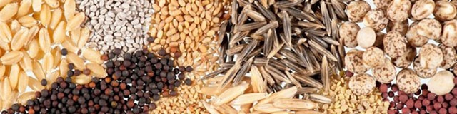 تک نرخی شدن ارز تاثیری بر بازار نهاده‌های دامی ندارد