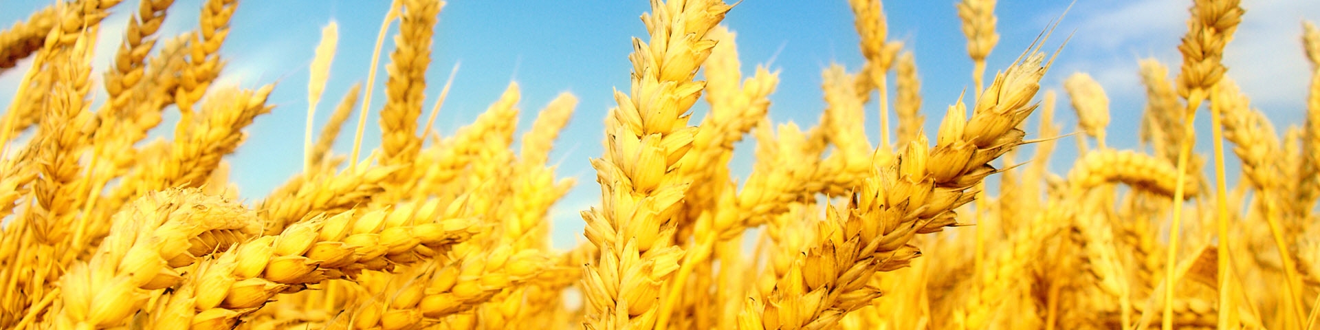 سردرگمی در خرید تضمینی گندم