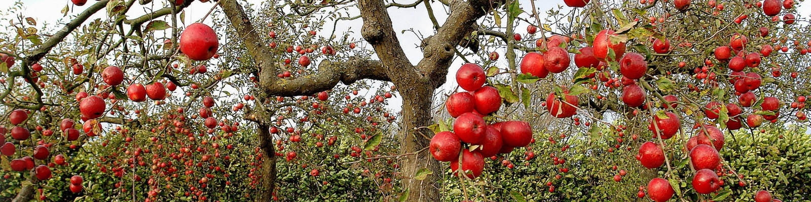 تورم بهاره تولید زراعت، باغداری و دامداری سنتی 9.4 درصد رشد کرد