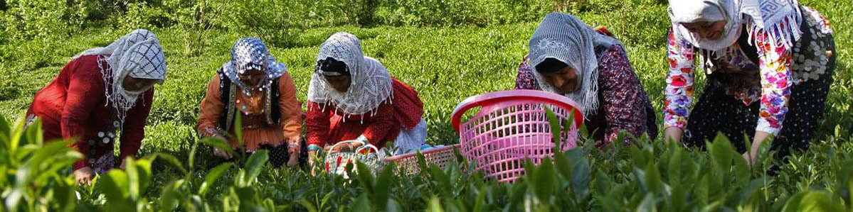 بازارهای هدف چای ایرانی واگذار می‌شود؟