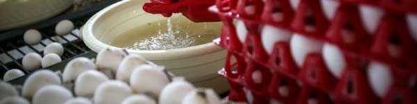 مرغداران برای تولید با مشکل مواجه شدند/ قیمت جوجه یکروزه به ۵۸۰۰ تومان رسید