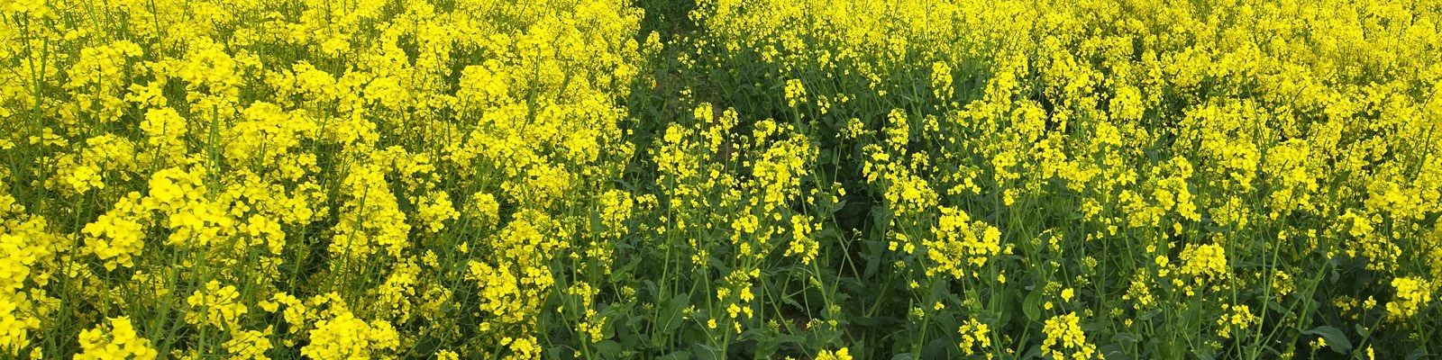 تولید کلزا در سه سال گذشته 7 برابر رشد داشته است