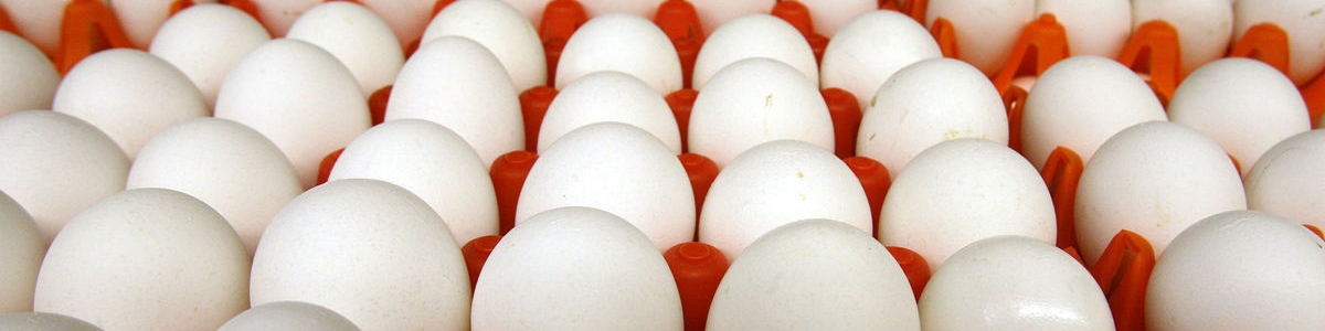 عرضه روزانه 140 تن تخم مرغ دولتی در پایتخت