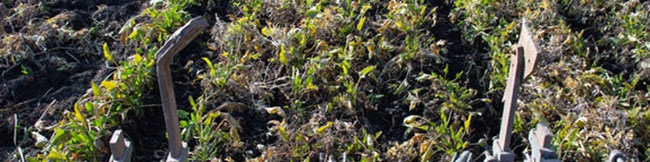 لزوم اصلاح نرخ خرید تضمینی چغندرقند/ وزارت جهادکشاورزی پیگیر است