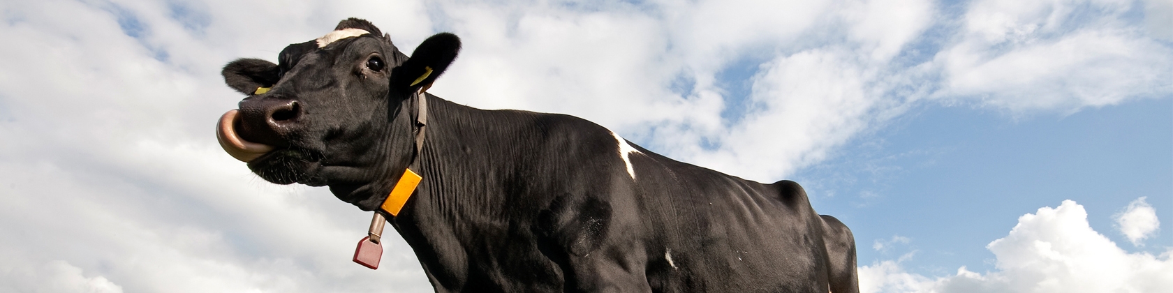 تداوم قاچاق دام زنده از ۹ استان مرزی