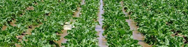 افزایش ۲۰ درصدی قیمت خرید تضمینی چغندرقند