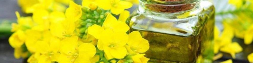 همکاری فرانسه برای توسعه کشت دانه‌های روغنی در ایران