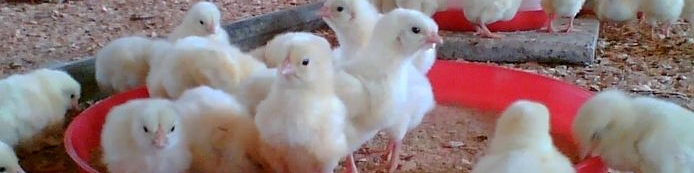 صادرات جوجه یکروزه آزاد است