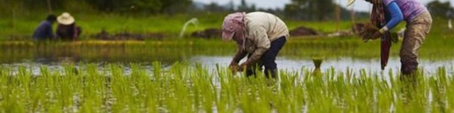 کم رونقی بازار برنج در مازندران