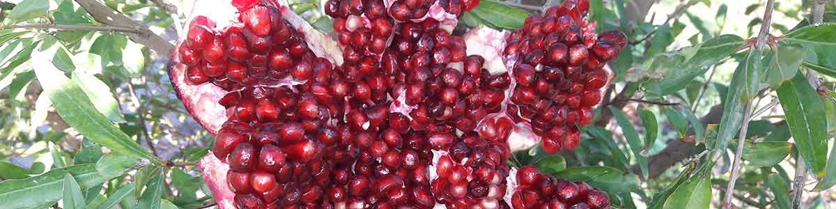 چشمک یاقوت سرخ ساوه به بازارهای اروپایی