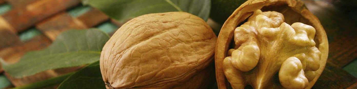 رونق تولید گردو در مازندران پس از سه سال سرمازدگی