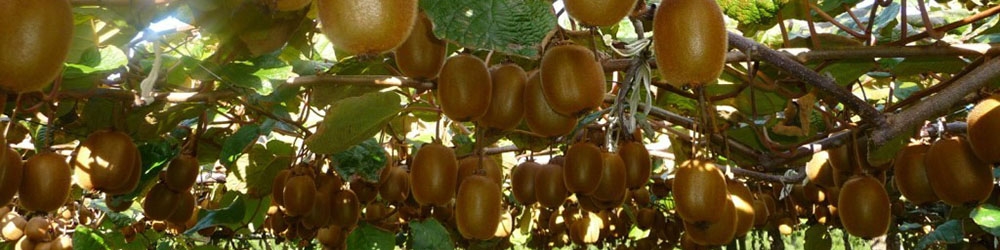 صادرات کیوی از امروز آزاد شد