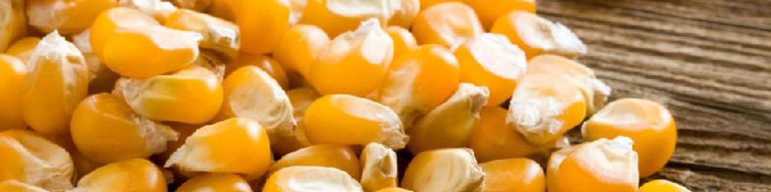 واکنش استاندارد، گمرک و وزارت کشاورزی به شایعات ورود ذرت آلوده