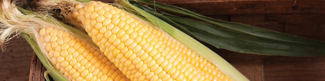 شکایت مالک ذرت‌های آلوده به دیوان عدالت اداری/ حتی یک دانه از این ذرت‌ها وارد کشور نشد