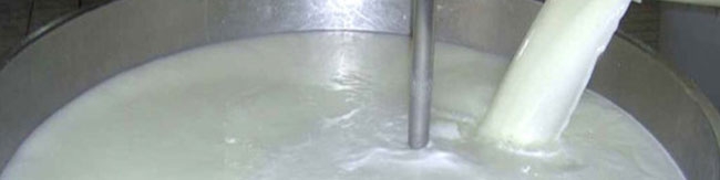 خودداری دامداران از عرضه شیر به کارخانجات/ احتمال آزادسازی صادرات شیرخشک