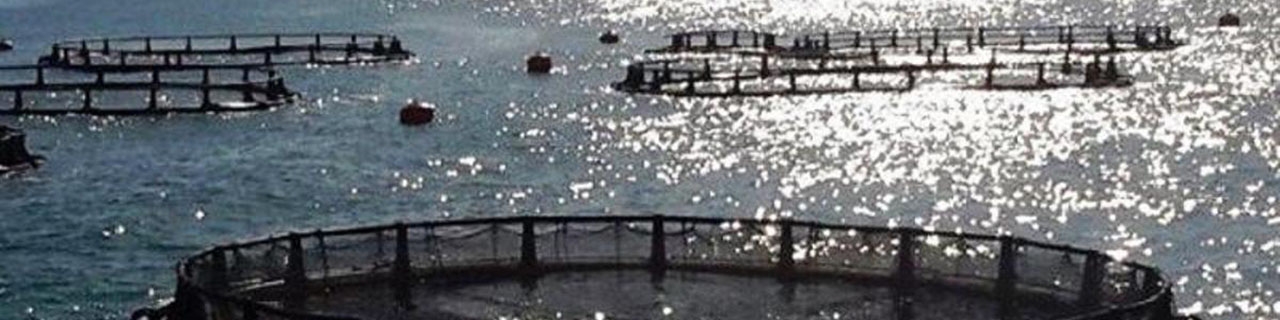 ارز آوری ۸۰۰ میلیون دلاری در مزرعه‌های «پرورش ماهی در قفس»