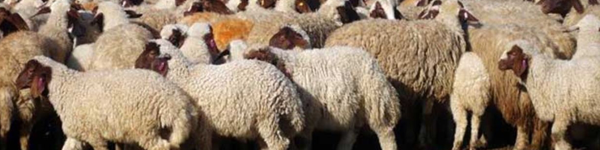 رشد ۴۶ درصدی عرضه دام سبک/ انباشتگی دام سنگین در کشور به ۸۰۰ هزار رأس می‌رسد