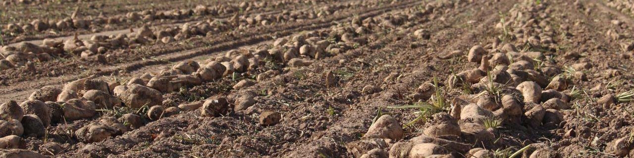 تولید زراعی ۱.۵ میلیون تن شکر در برنامه سال آینده