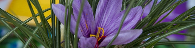 چرا زعفران ایران برند نشد؟