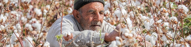 کشت پنبه به مازندران بر می‌گردد