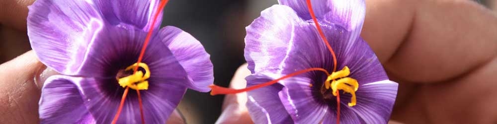 سال نو میلادی خریداران زعفران را کاهش داد/ رشد صادرات منوط به تعامل دولت با فعالان صنعت است