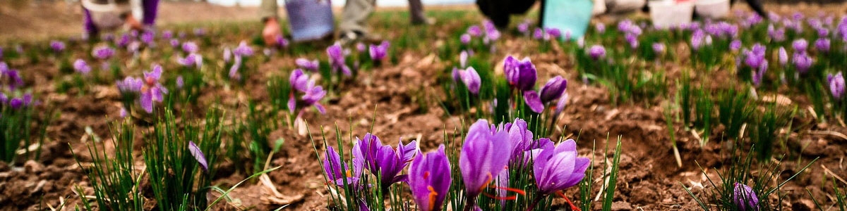 چرا قیمت محصولات ایرانی در کشورهای دیگر تعیین می‌شود؟