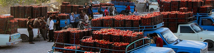 اختصاص «سهمیه‌ پیمایشی وانت‌ها» از ساعت 24 امشب/‌‌بنزین پیمایشی فقط با بارنامه