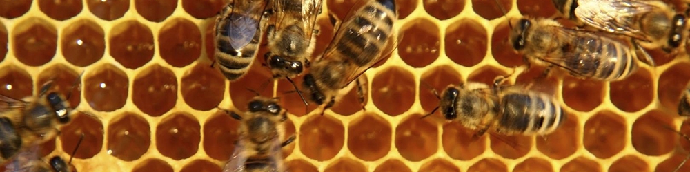 ایران رتبه سوم تولید عسل جهان را دارد