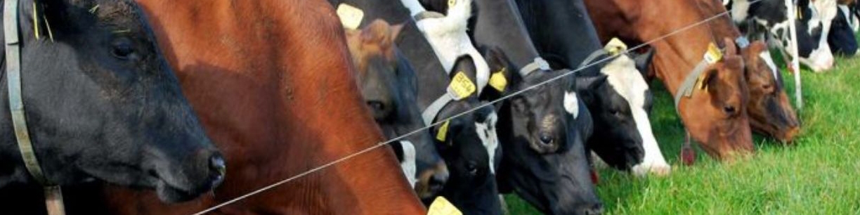 خرید تضمینی دام سنگین در کنار صادرات موثر است