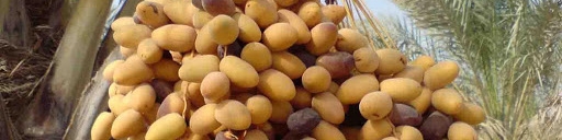 صادرات خرما مشمول عوارض صادراتی ‌می‌شود