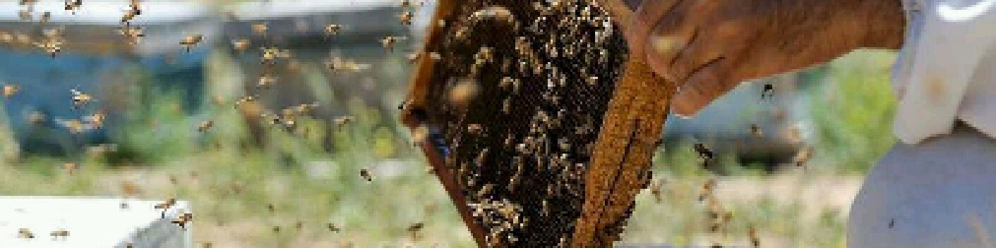 برندسازی مانع دلال بازی و سوداگری در بازار عسل